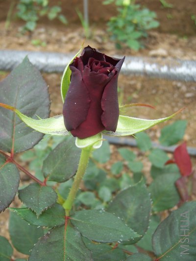 100_2853.JPG