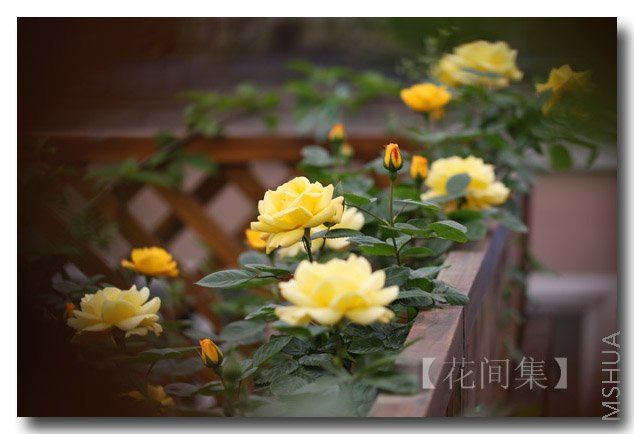 IMG_9960 ����.jpg