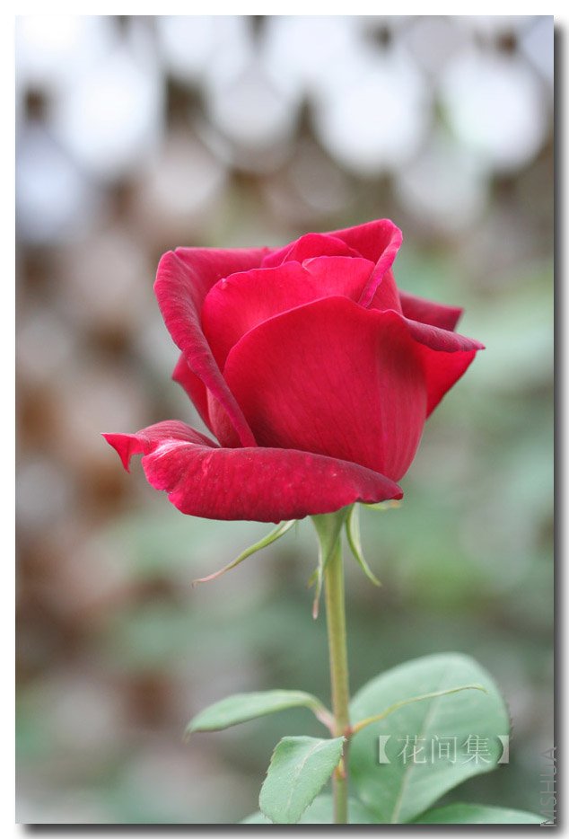 IMG_9911 ����.jpg