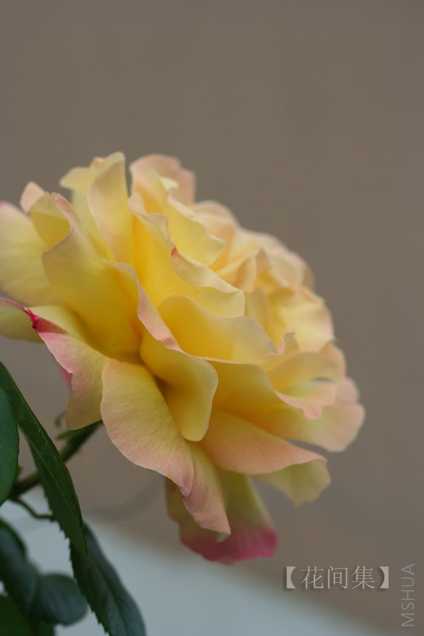 IMG_9788 ����.jpg