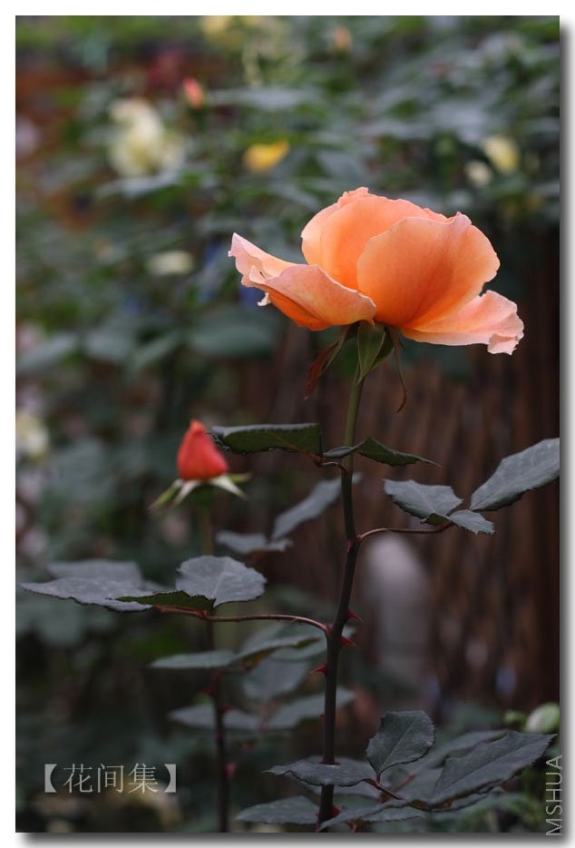 IMG_1228 ����.jpg