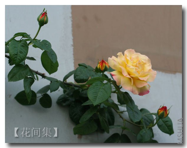 IMG_9784 ����.jpg