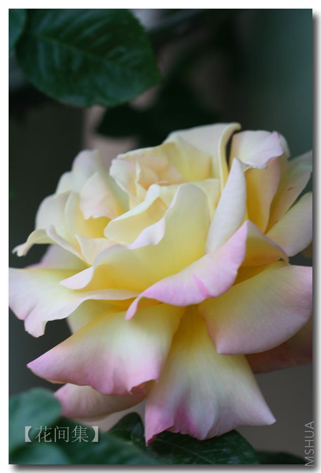 IMG_9804 ����.jpg