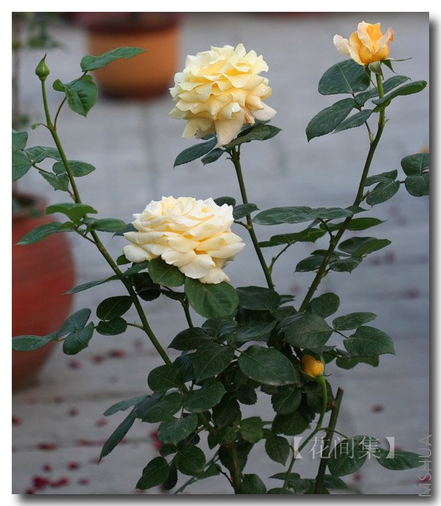 IMG_9842 ����.jpg