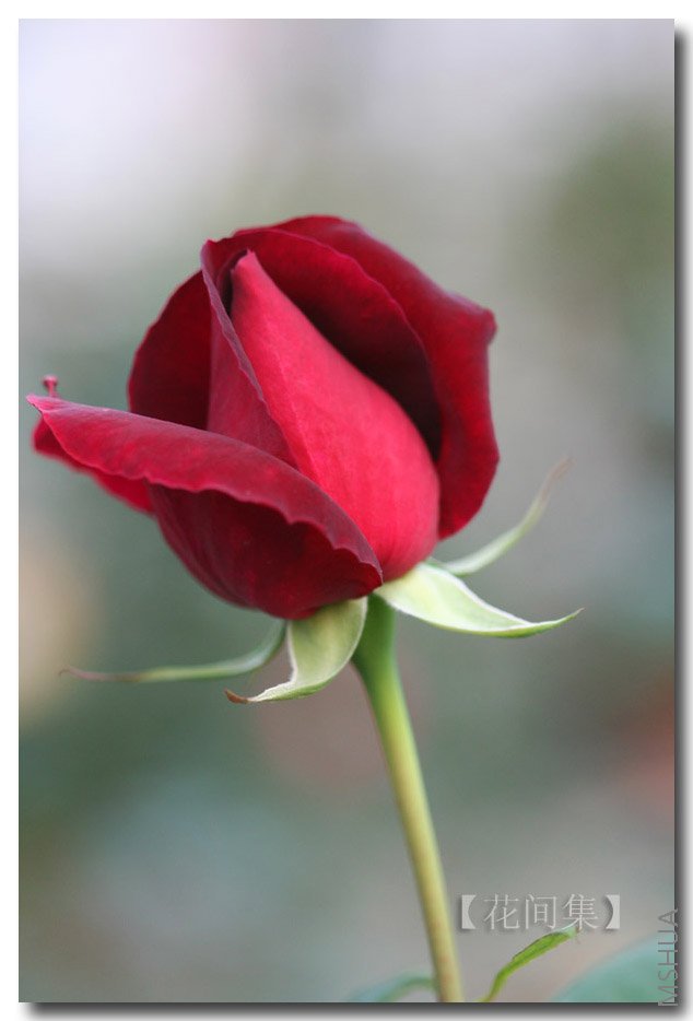 IMG_9806 ����.jpg