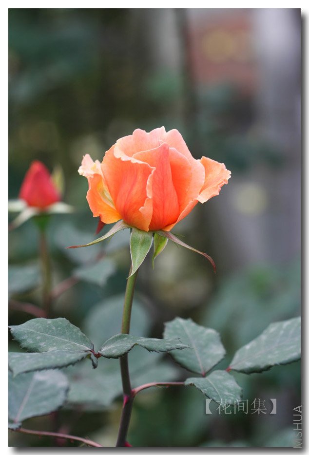 IMG_9878 ����.jpg