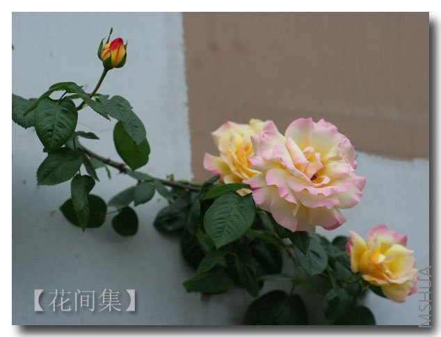 IMG_9962 ����.jpg