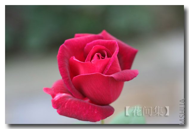 IMG_9910 ����.jpg