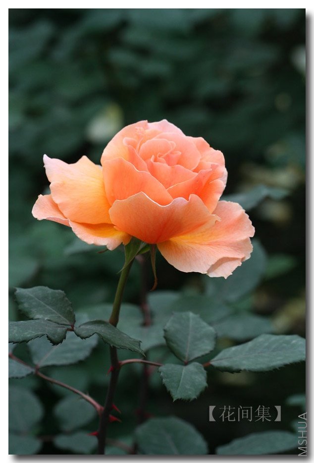 IMG_9997 ����.jpg