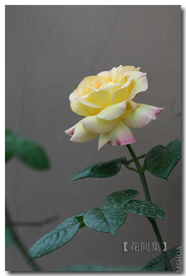 IMG_9964 ����.jpg