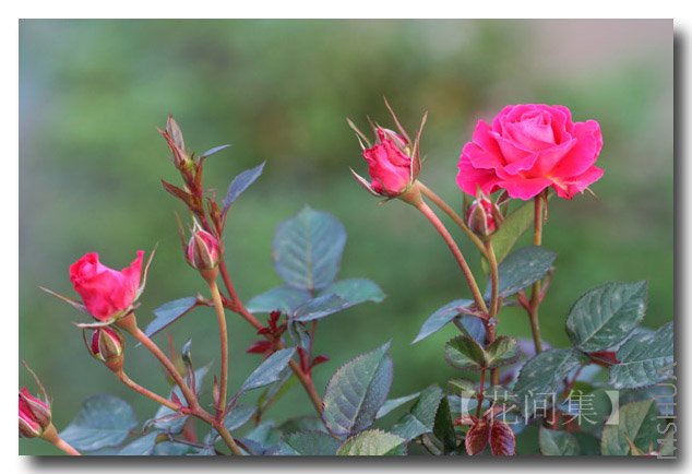 IMG_9838 ����.jpg