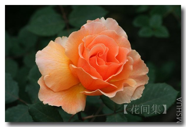 IMG_9999 ����.jpg