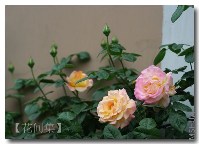 IMG_9716 ����.jpg