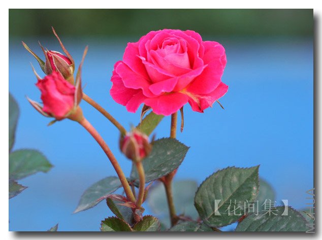 IMG_9837 ����.jpg