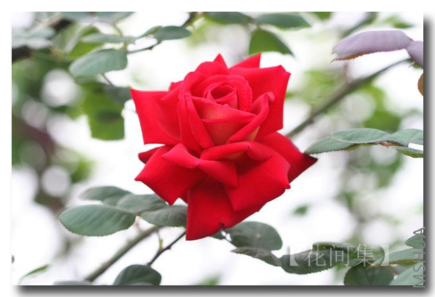 IMG_9893 ����.jpg