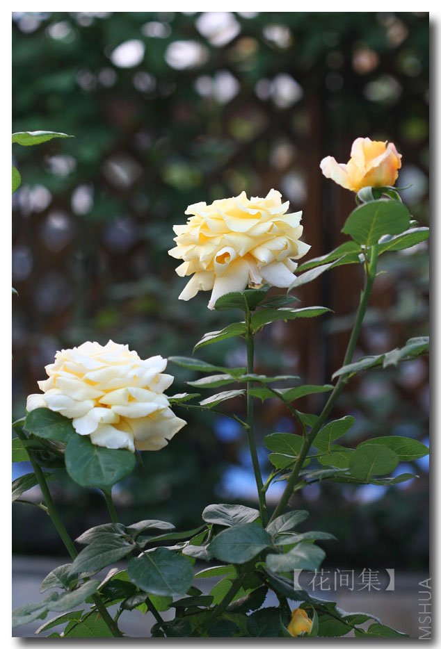 IMG_9818 ����.jpg