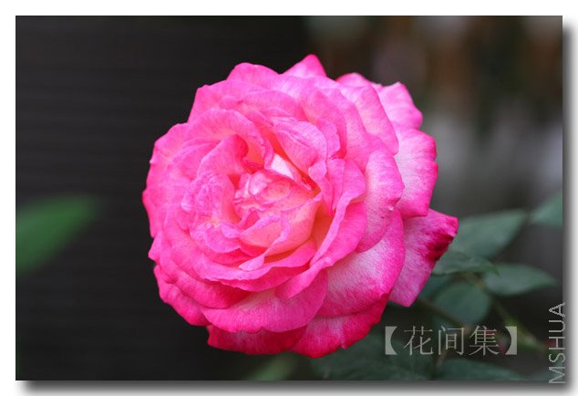 IMG_9883 ����.jpg