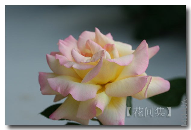 IMG_9861 ����.jpg