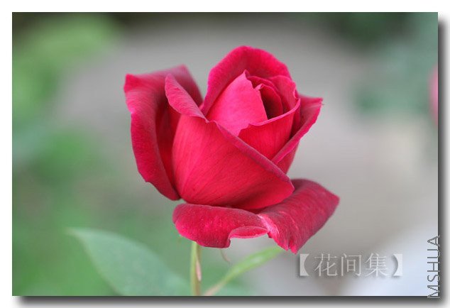 IMG_9912 ����.jpg