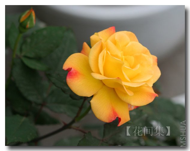 IMG_9938 ����.jpg