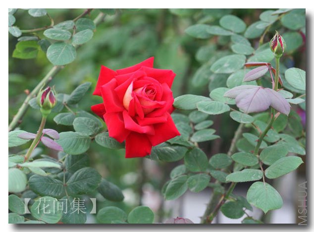 IMG_9894 ����.jpg