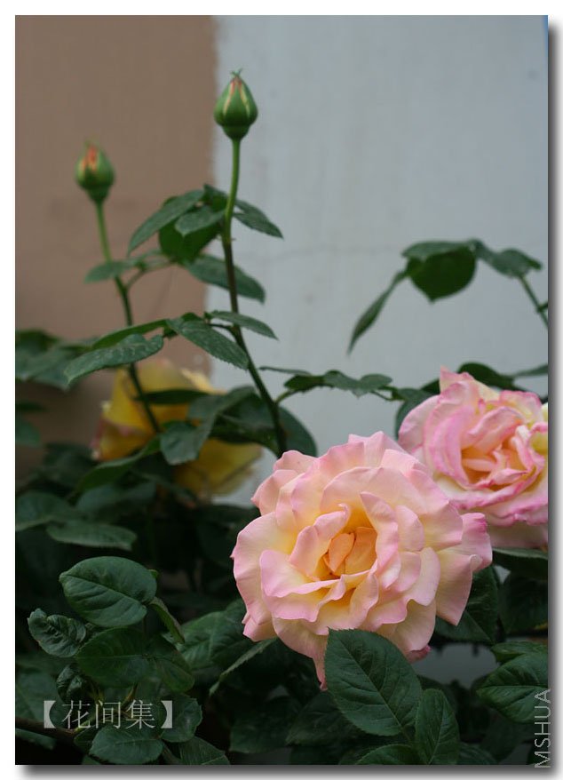 IMG_9783 ����.jpg