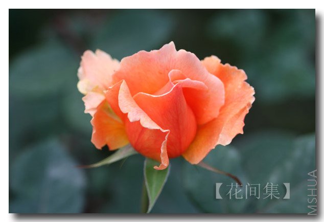 IMG_9879 ����.jpg