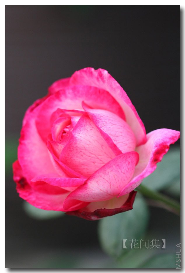 IMG_9811 ����.jpg