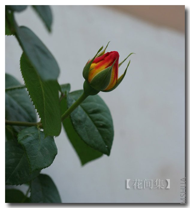 IMG_9790 ����.jpg