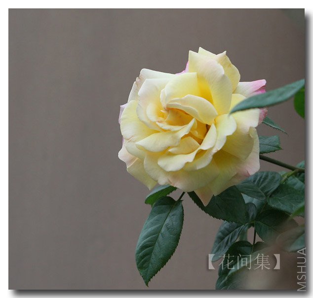 IMG_9954 ����.jpg