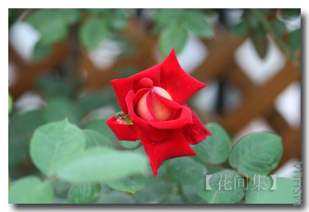 IMG_9895 ����.jpg