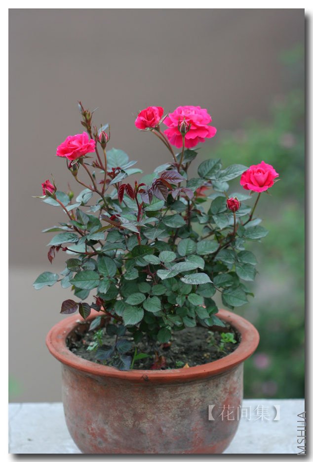 IMG_9949 ����.jpg