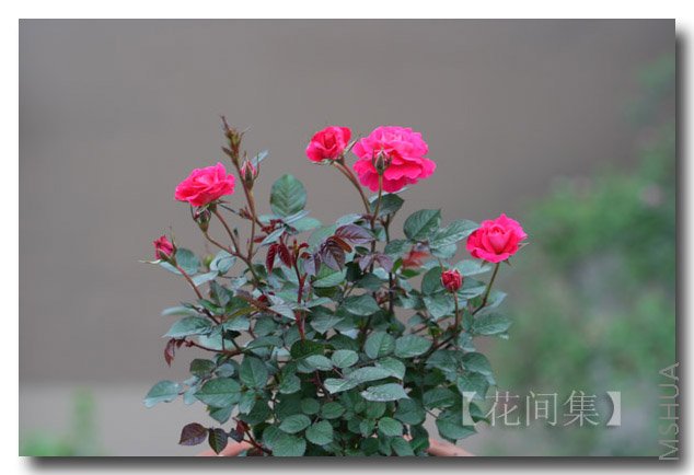 IMG_9947 ����.jpg