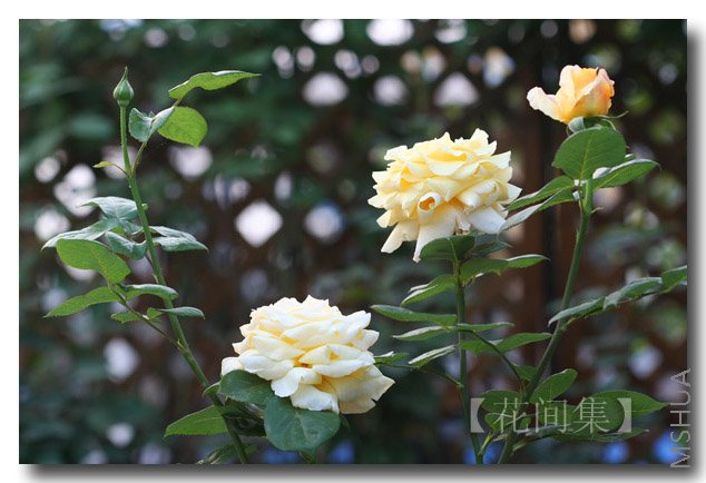 IMG_9820 ����.jpg