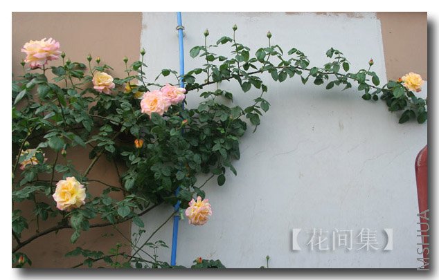 IMG_9800 ����.jpg