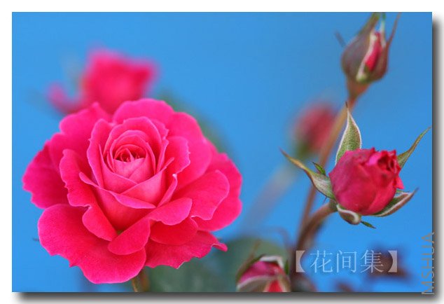 IMG_9833 ����.jpg