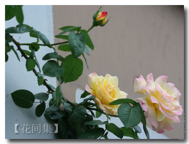 IMG_9970 ����.jpg