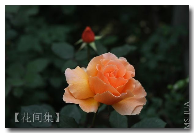 IMG_1227 ����.jpg