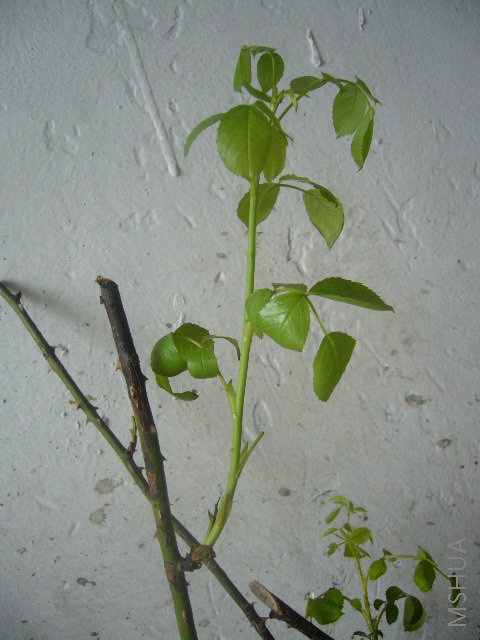 ��õ�Ҷ�ӿ�ʼ��ͷ��֧ͷ��ʼ������