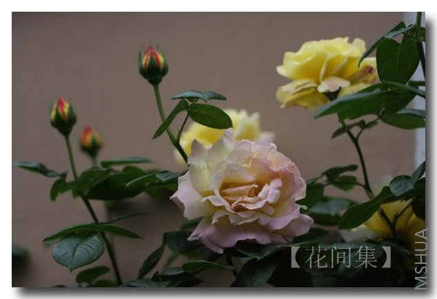 IMG_1239 ����.jpg