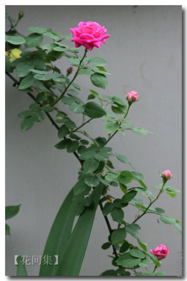 IMG_9980 ����.jpg