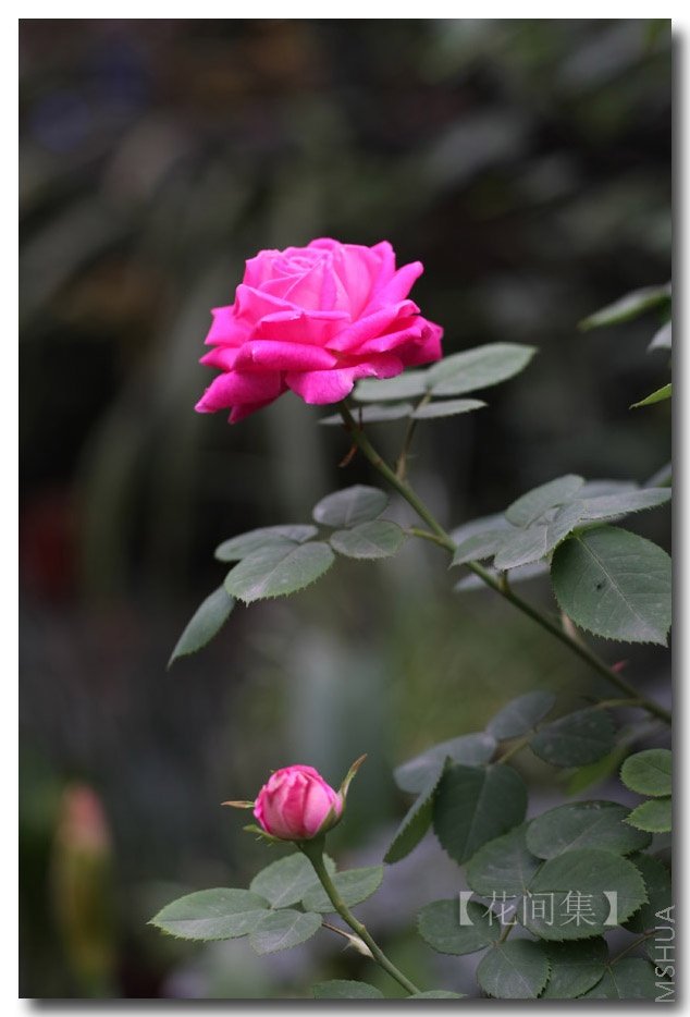 IMG_1242 ����.jpg