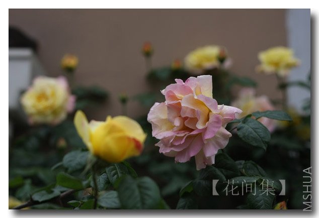 IMG_1237 ����.jpg