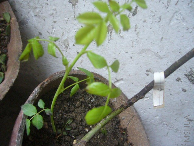 ��֦���Ǽ��˺ڡ����˼�����������û�Ҽ���