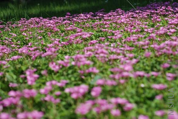 DSC_0498.JPG