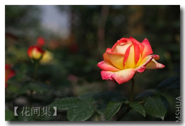 IMG_1267 ����.jpg