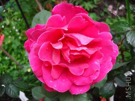 �������˵ķۺ�ƽ