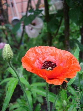 ���˰���������