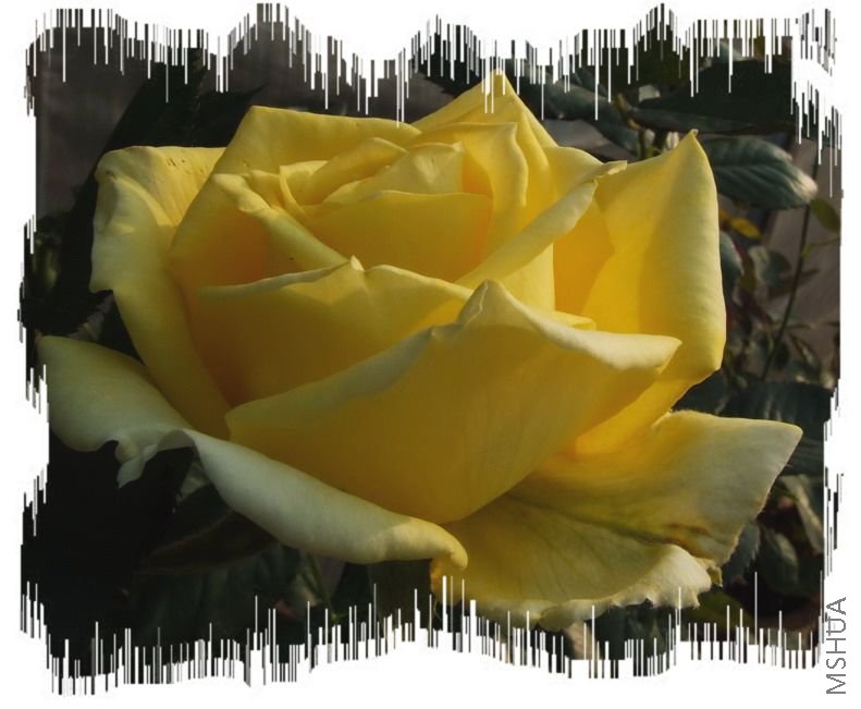 DSCF1535.jpg