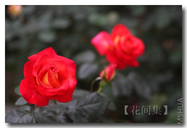 IMG_1215 ����.jpg